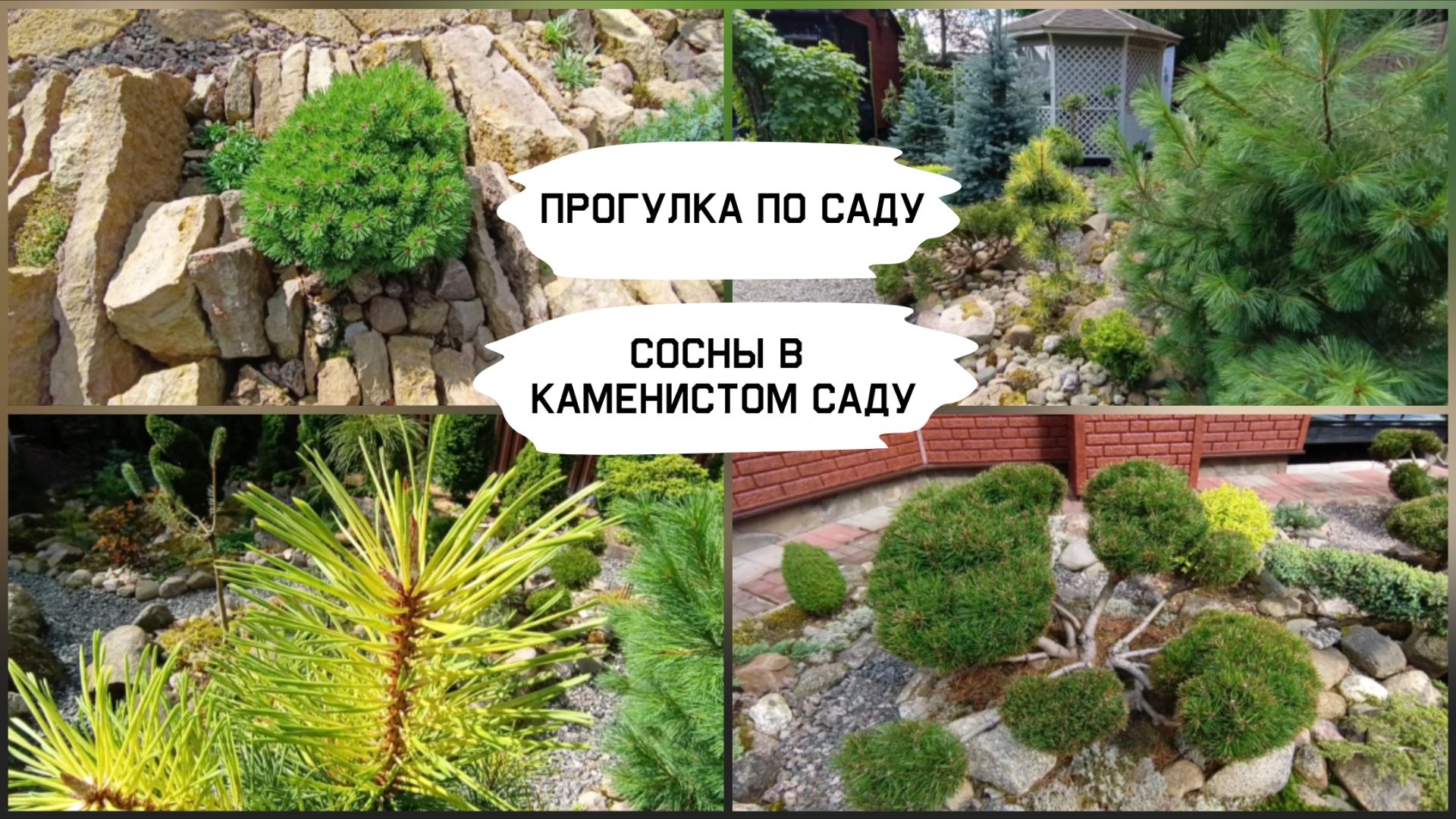 Прогулка по саду. Сосны в каменистом саду.
