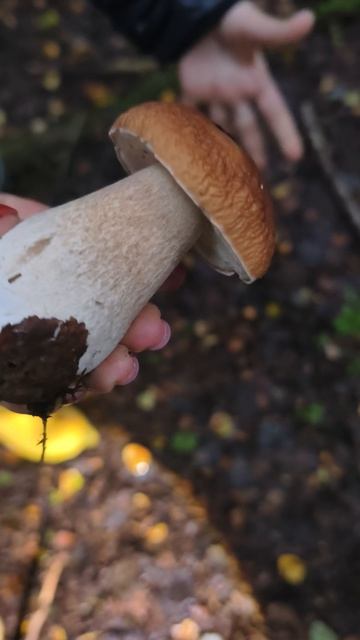 первый гриб 🍄❤🤗