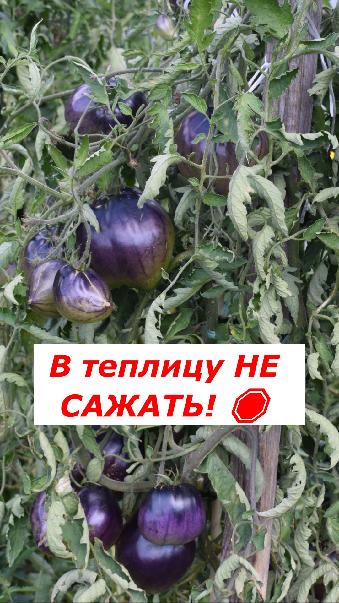 ❌ Ошибка новичка: почему томат Сержант Пеппер НЕЛЬЗЯ сажать в теплицу?