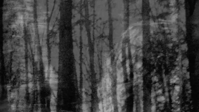 COLOSALIST - Soul Of Birds (Official Music Video)
