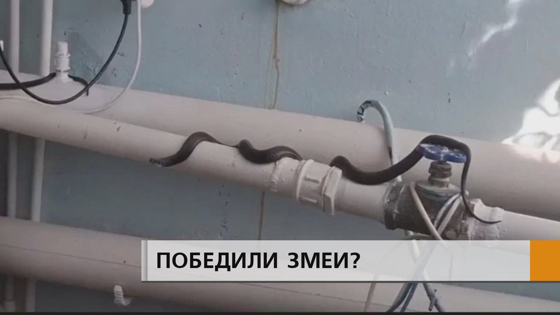 Змеи выжили медиков