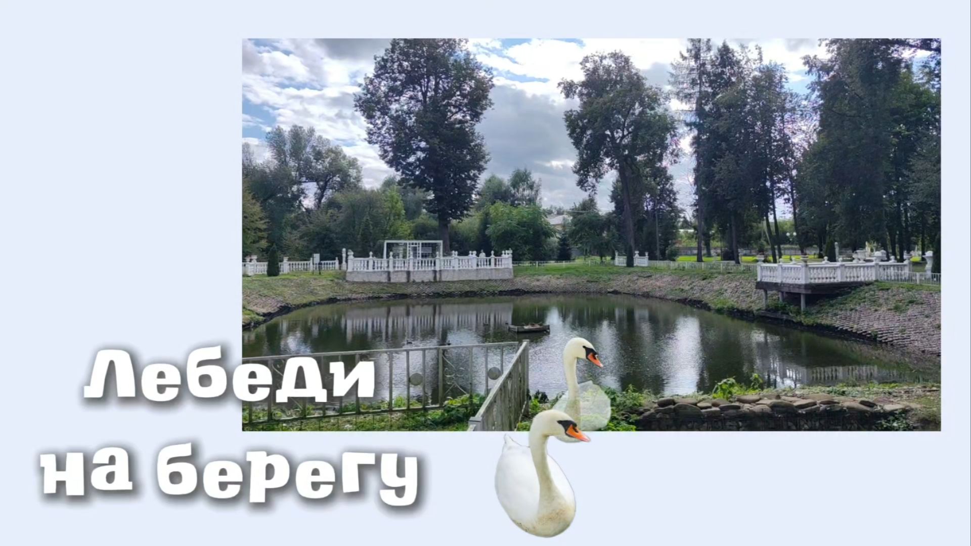 Лебеди на берегу 23.08.2026 года.