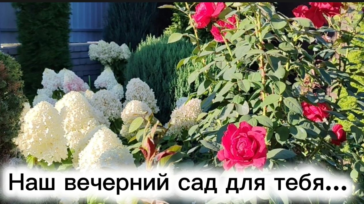 Наш вечерний сад для тебя...