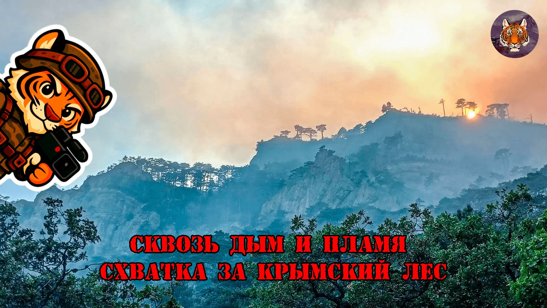 🐯🔥🐯Сквозь дым и пламя схватка за Крымский лес🐯🔥🐯