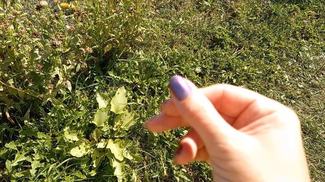#Натуральные_ногти #ногти_без_наращивания💅 прогресс в длине