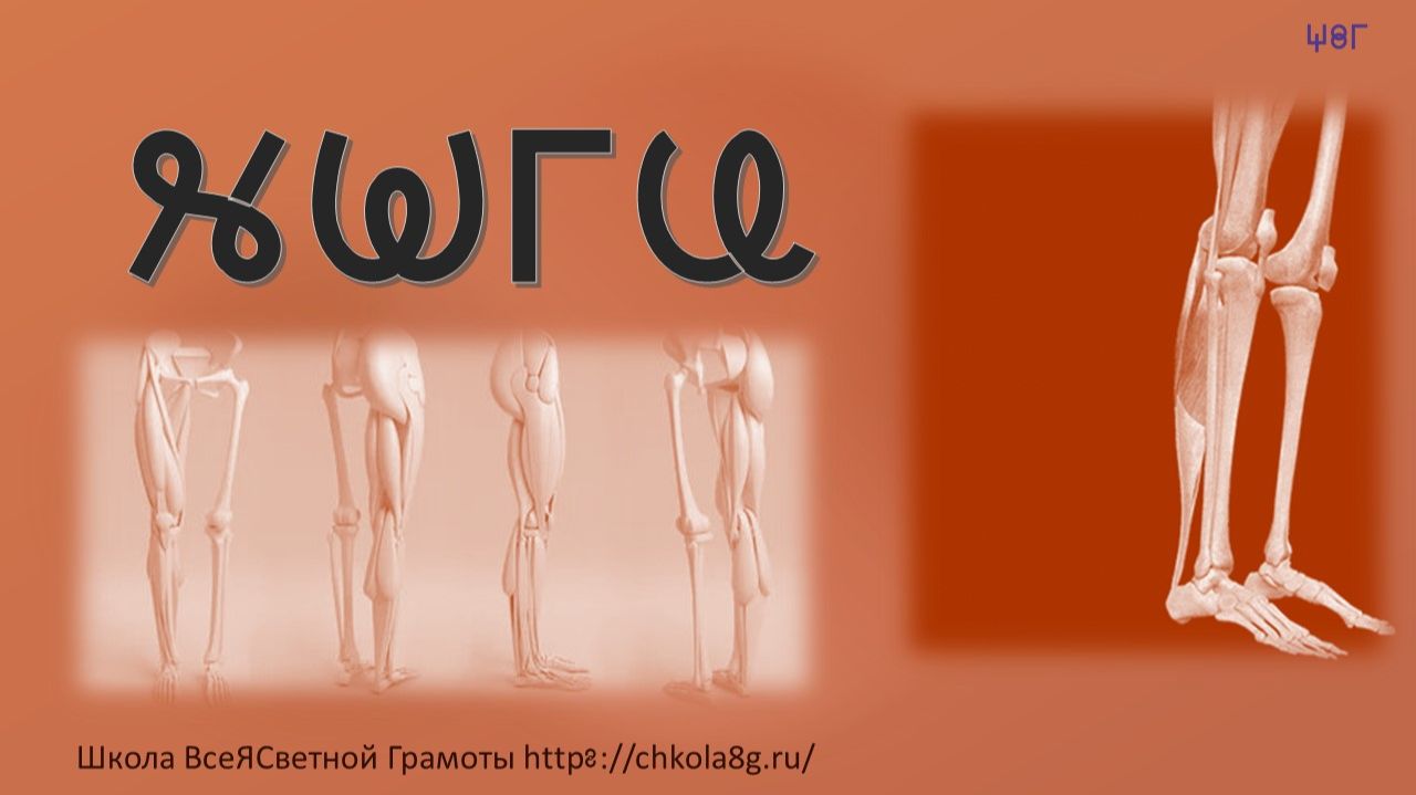 Тело Человека
