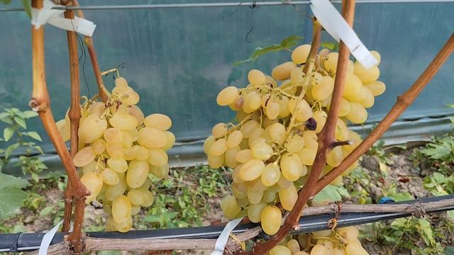 Виноград Донского Казачества
