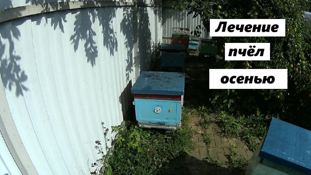 Лечение пчел осенью.