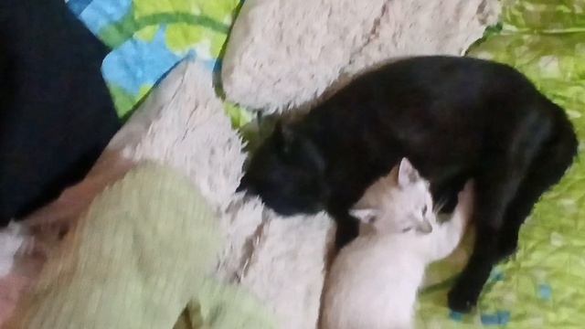 Закуска из баклажан на зиму
