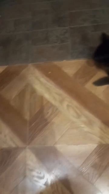 Котики