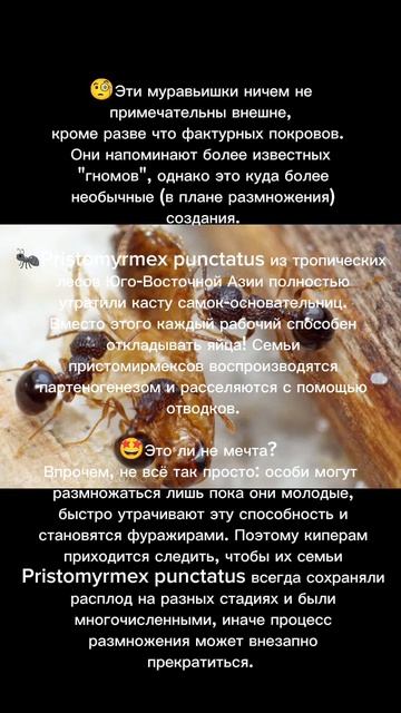 Эти муравьи РАЗМНОЖАЮТСЯ ОТВОДКАМИ