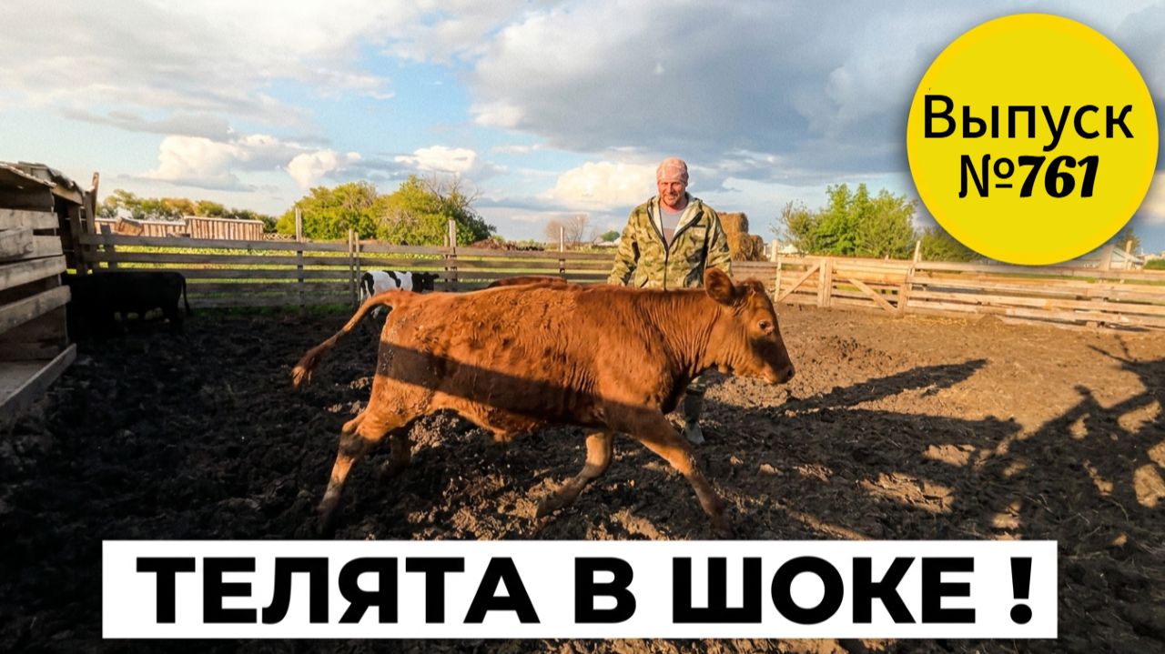 Мы смеялись до слез: первая реакция телят на огромный загон. Жизнь в Омской деревне.