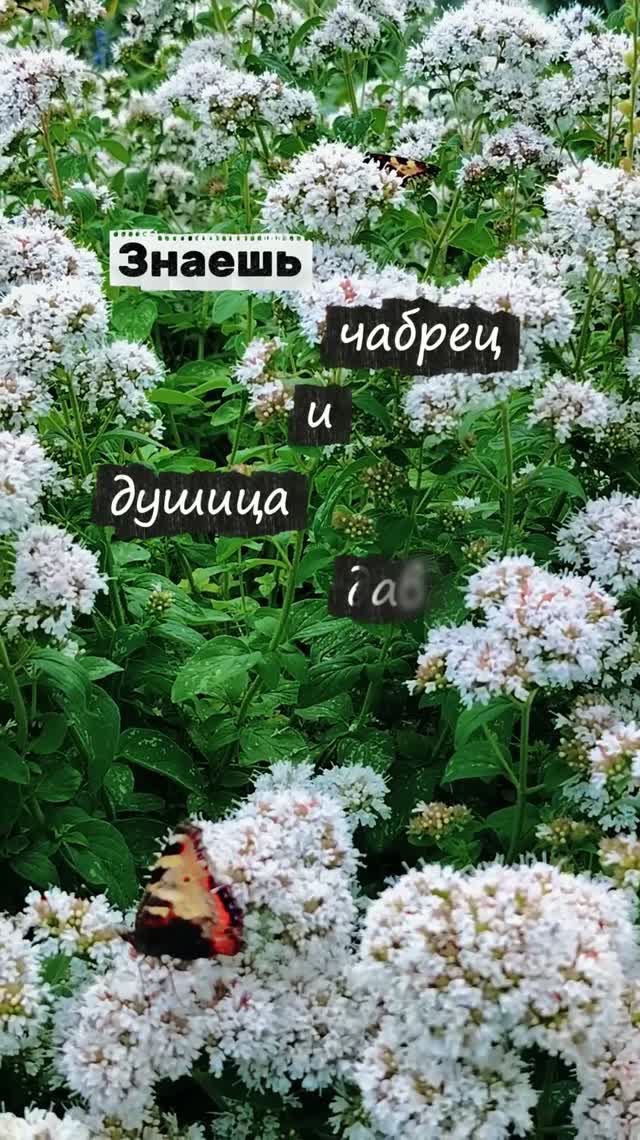 Бэкстейдж