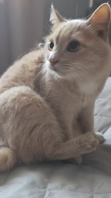 Кот Ширхан красавчик😍