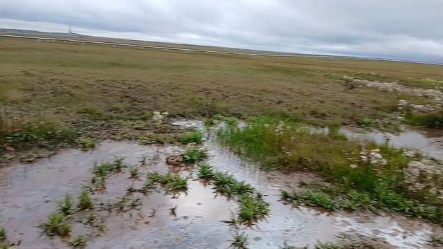 Без страшные гуси Ямала