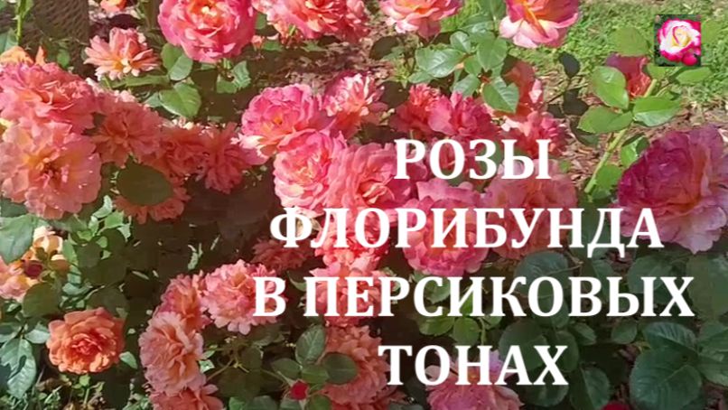 Обзор сортов роз