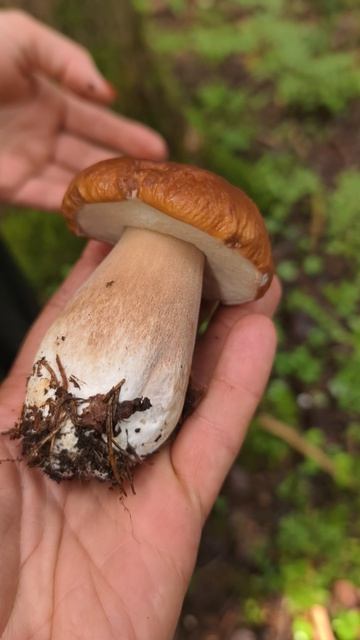 по грибочки по утру 🍄❤🤗