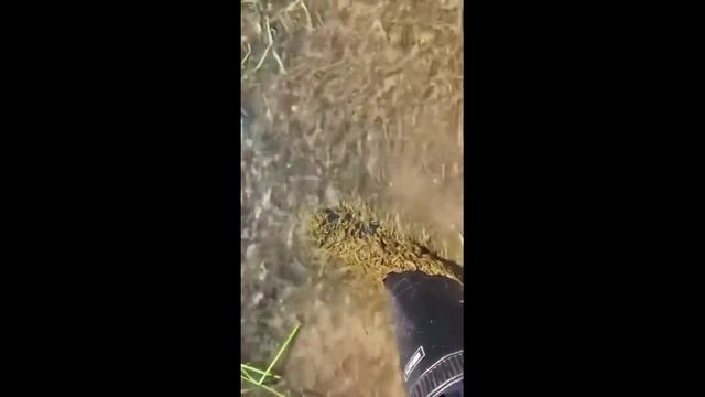 Пиявки в прозрачной воде
