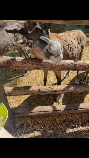 Живой уголок «Сказка»🦒
