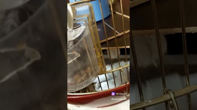 Наводит суету🐭
