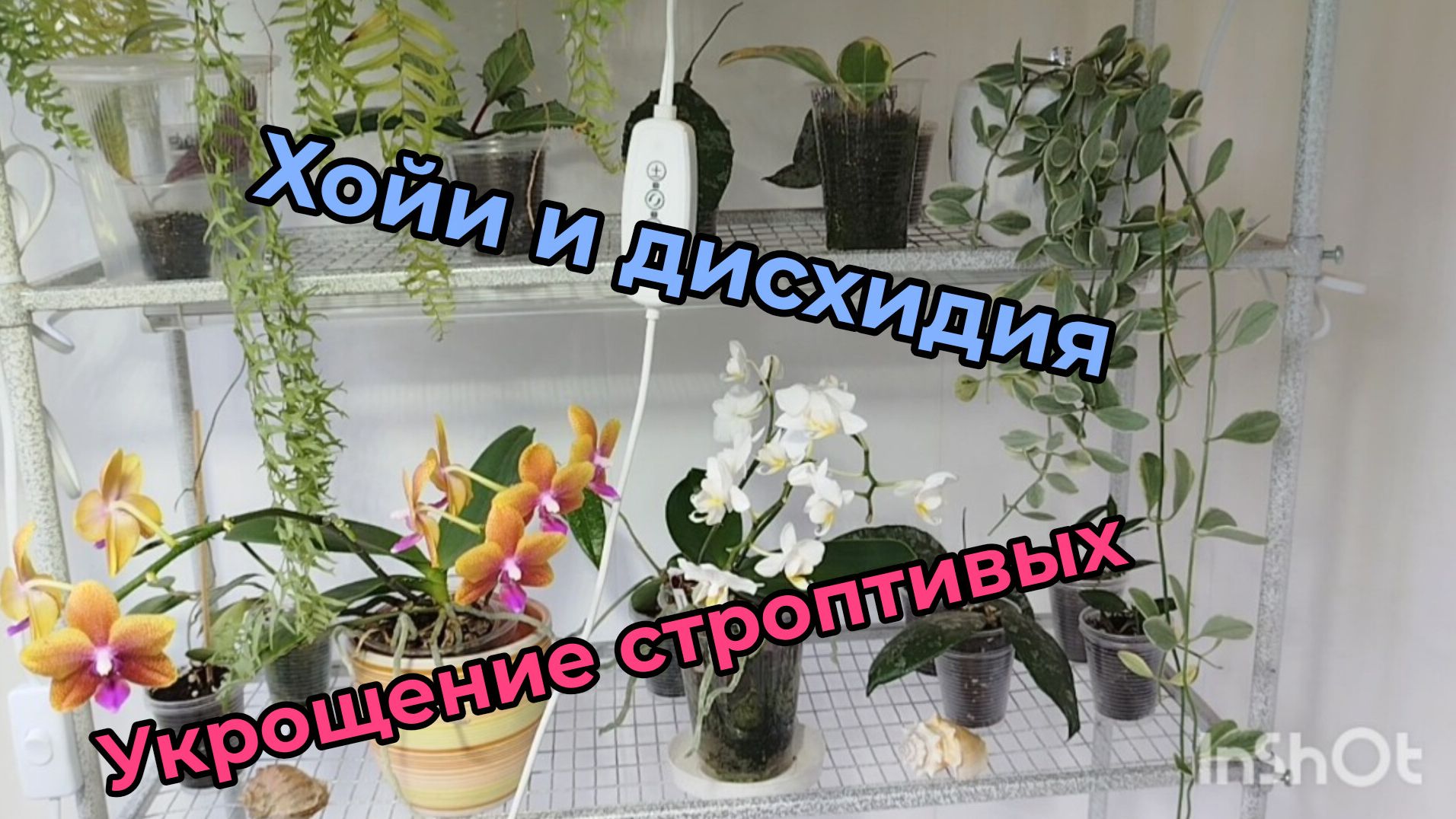 Хойи.🌱🌱