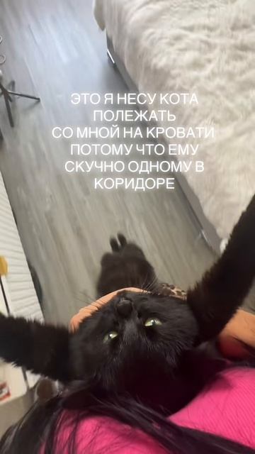 Любимый кот