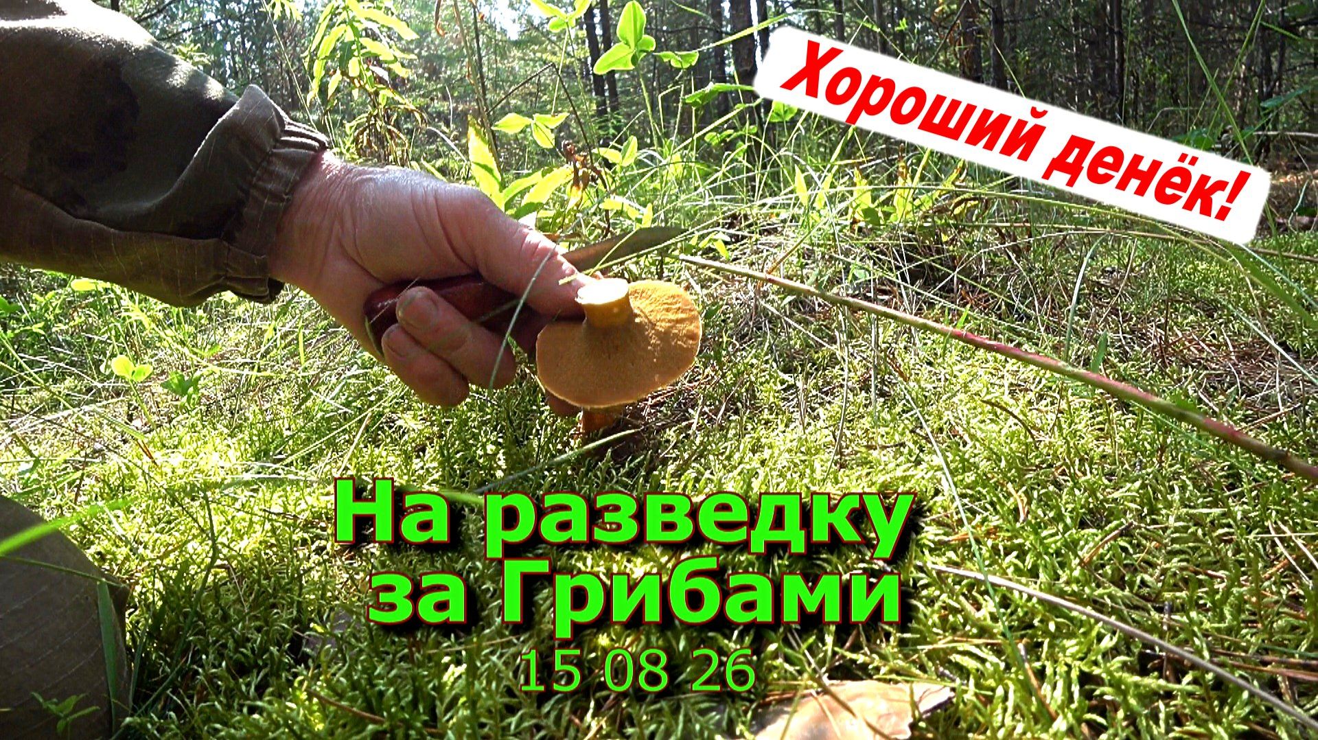 На разведку за грибами 15 08 26