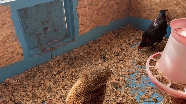 30 августа Кохи и Сильверуды