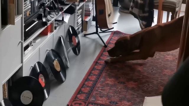 Hiko & Vinyl