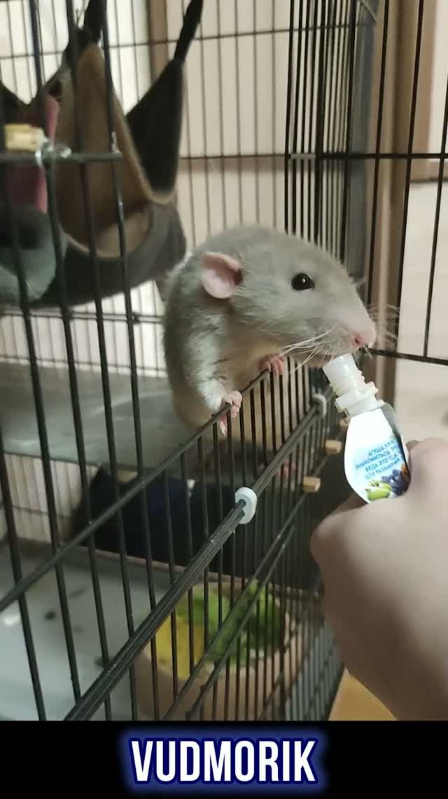 Рексик продолжает атаковать 