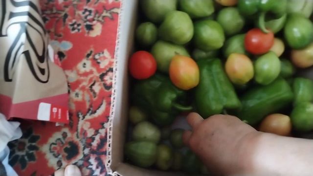 Жизнь в деревне.🏡 Без жалости расправилась с кабачками.😊