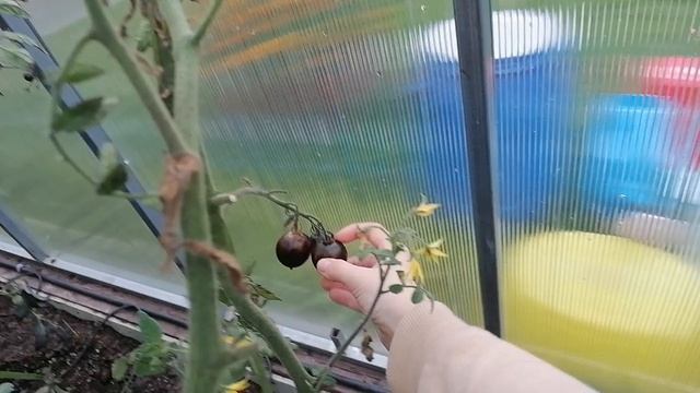 Класс!!! Помидорчики и огурчики.