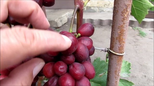 27.08.2026 года. Виноградный обзор (часть 1)...