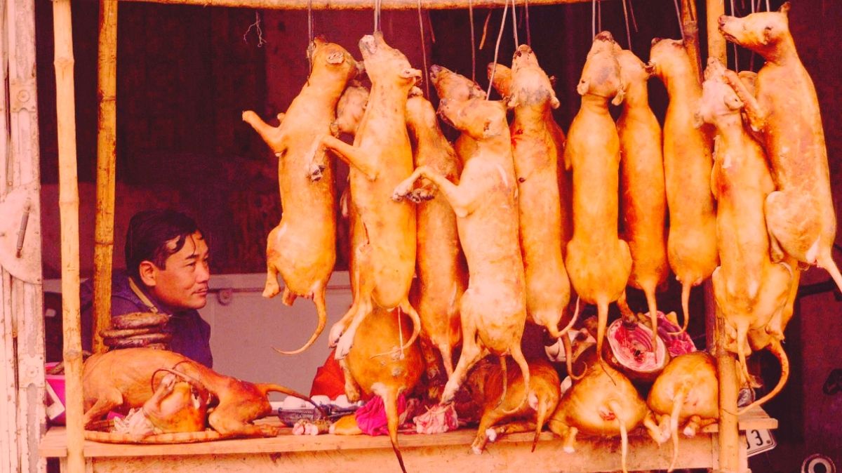 Сиам в наши дни. Продолжай есть мясо - ты следующий ☠