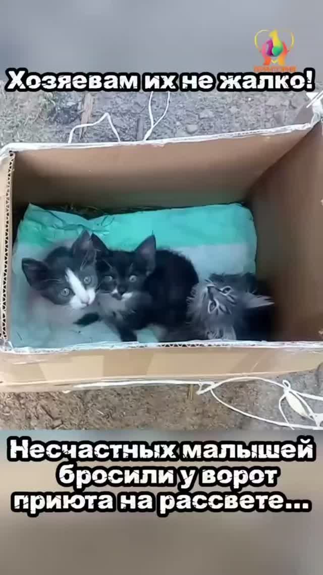 Жизнь и новости приюта