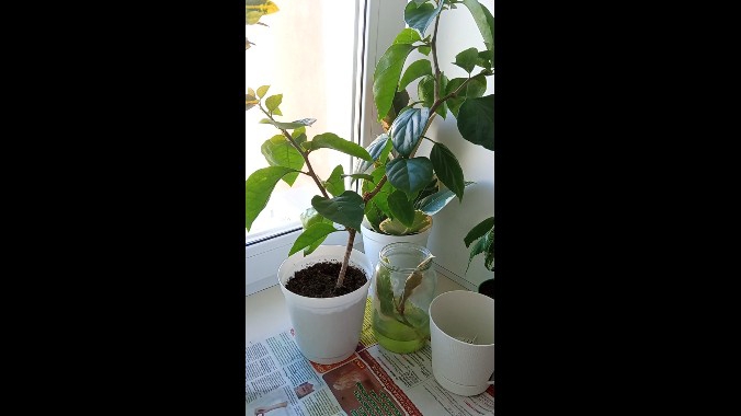 Пересадка больших растений (бугенвиллия, кротон)🌿Купила один раз керамзит - и забыла👍