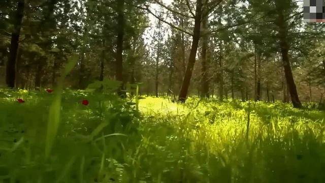 100 Самых Странных и Пугающих Животных в Мире
