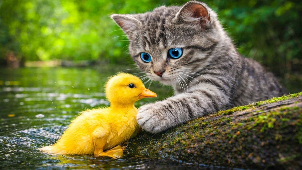 Супер котенок спасает мир! Волшебное приключение с забавными животными #cat