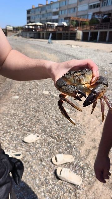 Эмиль поймал краба 🦀