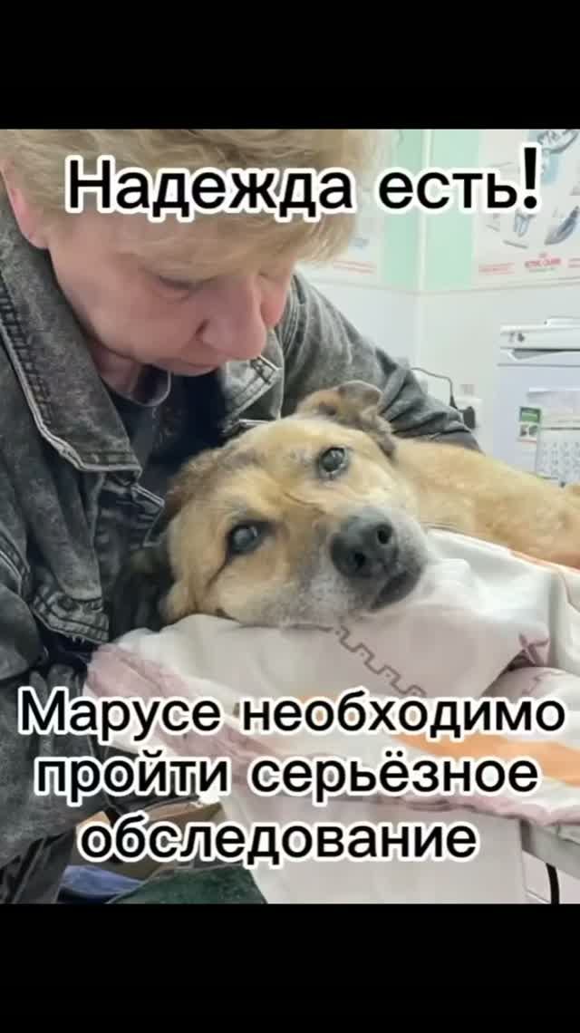 Лечение и операции животных