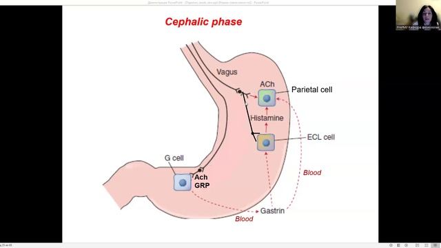 Digestion_English