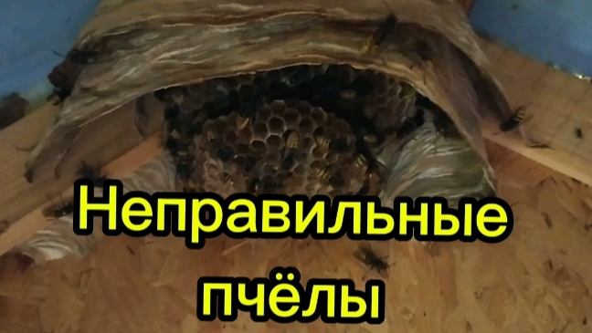 О пчеловодстве.