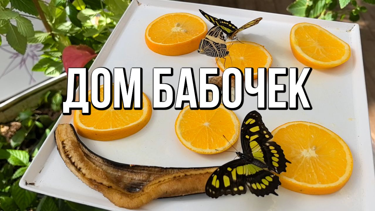 Дом бабочек