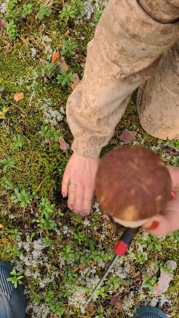 боровички пошли 🍄❤🤗