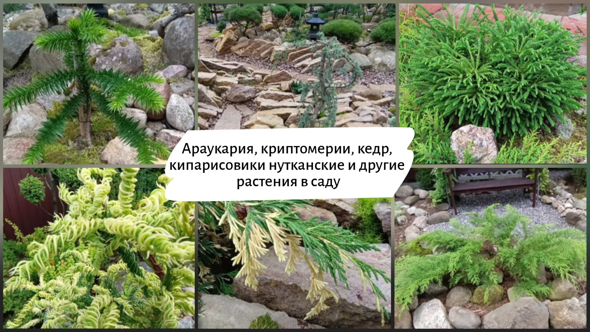 Араукария, криптомерии, кедр, кипарисовики нутканские и другие растения в саду.