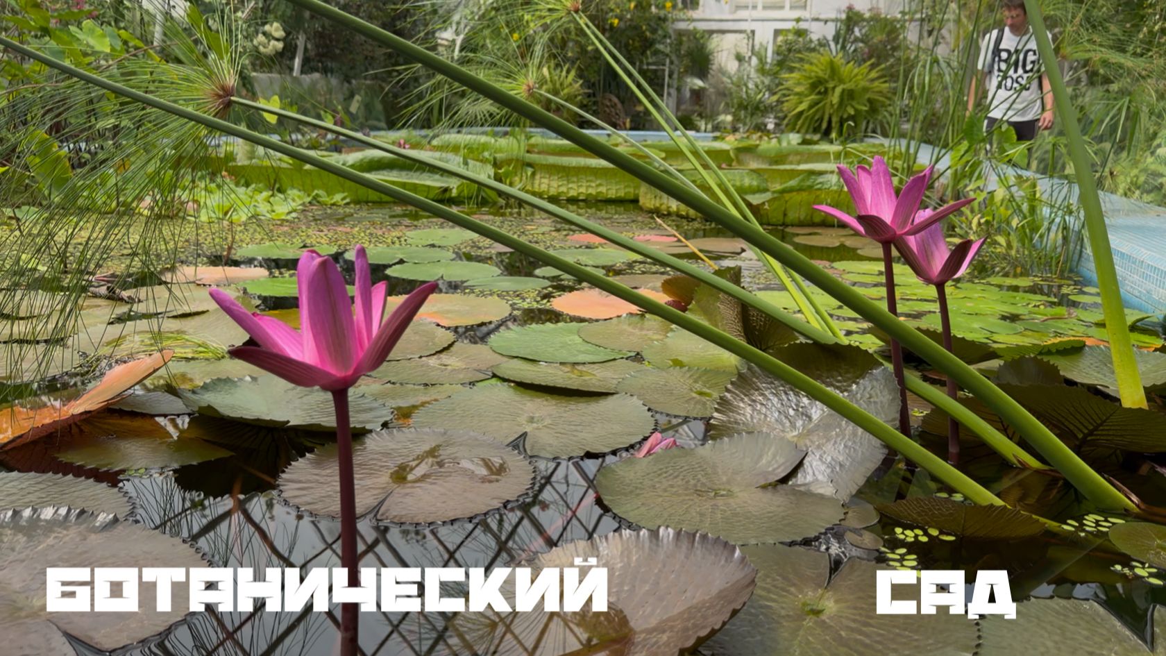 Ботанический сад. Прогулка