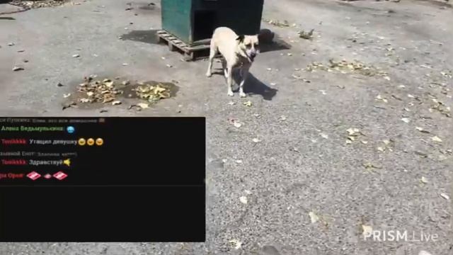 ПОЕЗДКА В СОБАЧИЙ ПРИЮТ