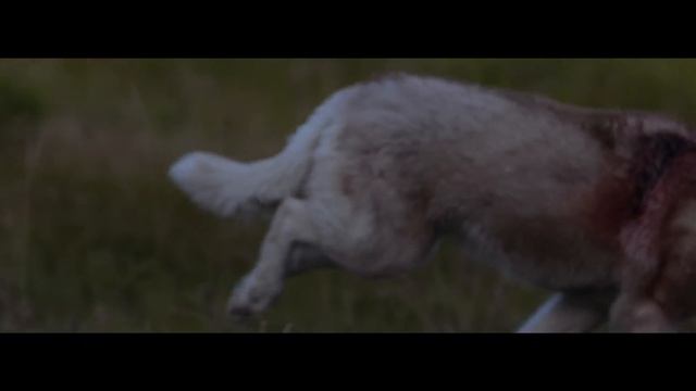 David Guetta - She Wo