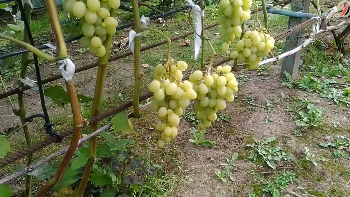 Растим виноград и табак