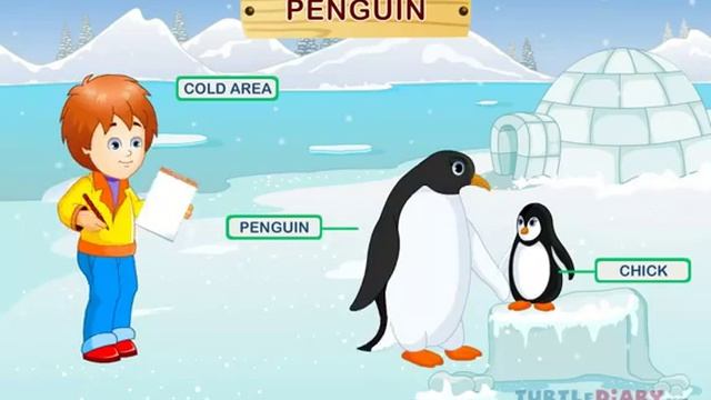 Wild Animals Video For Kids - Science Lesson For Preschool And Kindergarten